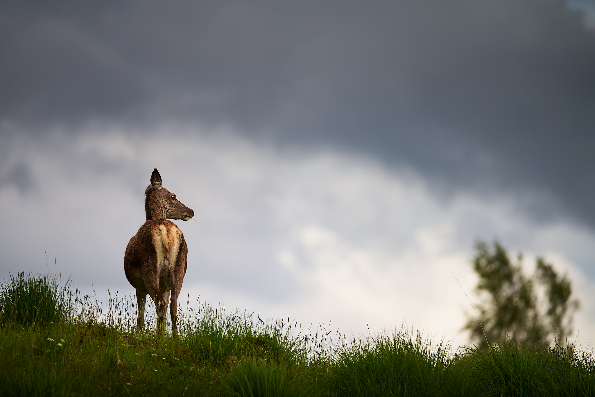 Red Deer over the shoulder